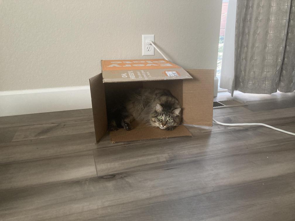 box cat
