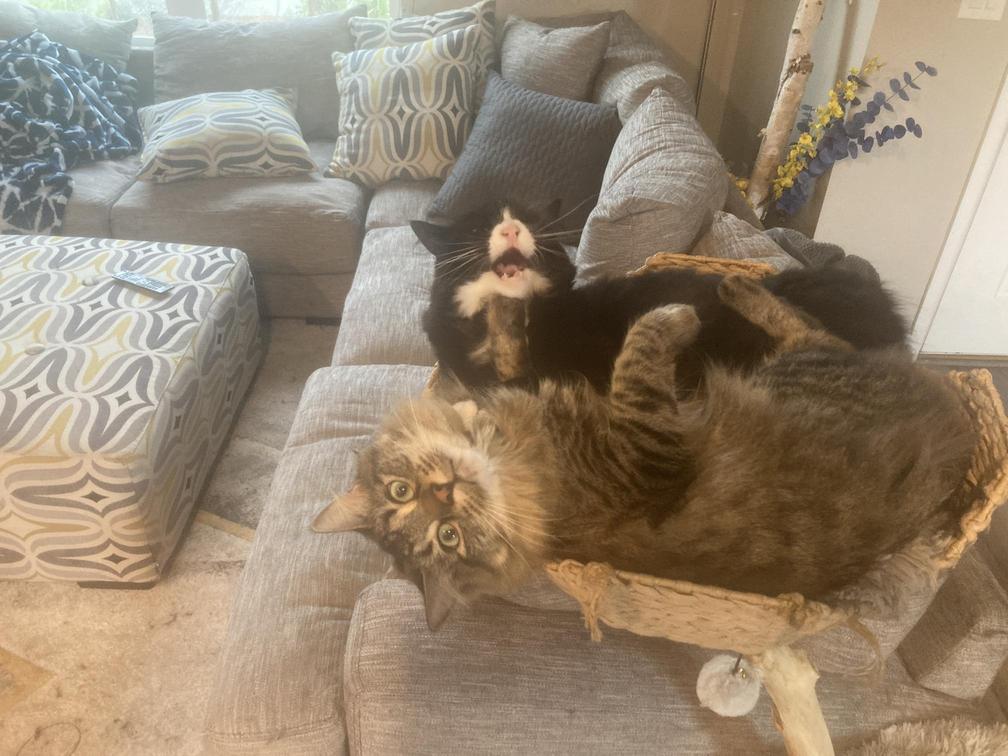 basket Cats