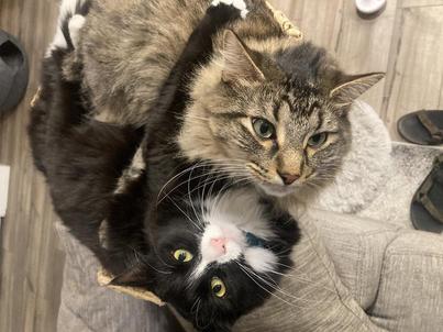 Basket Cats