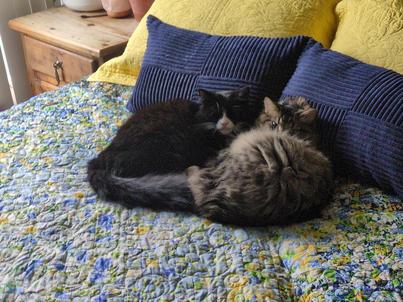bed cats