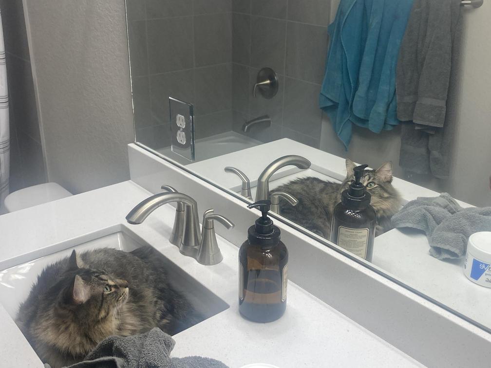 sink cat