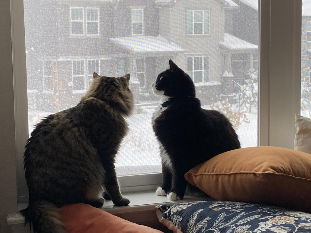 snow cats