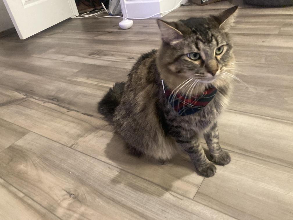 bandana cat