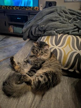 sat cat